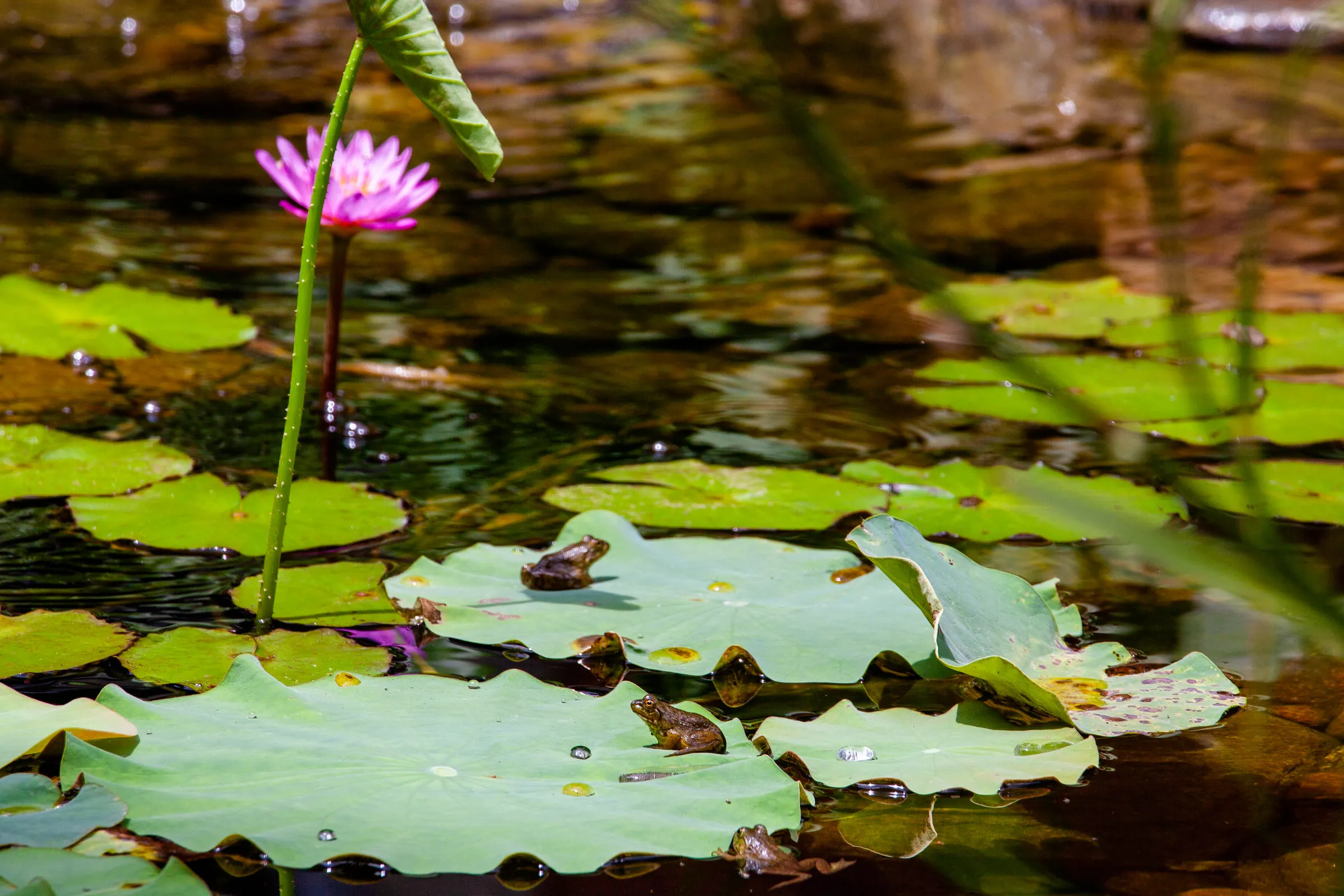 Several frogs on lily pads beneath a single pink water lily on a tall stem