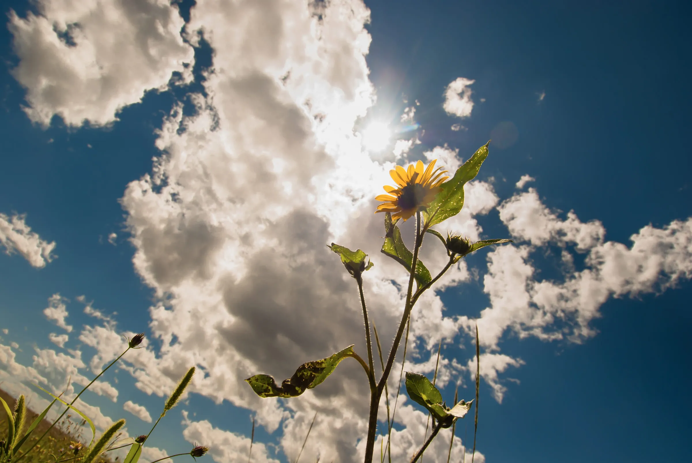 A single sunflower shot from below against the sun and a bank of white cloud