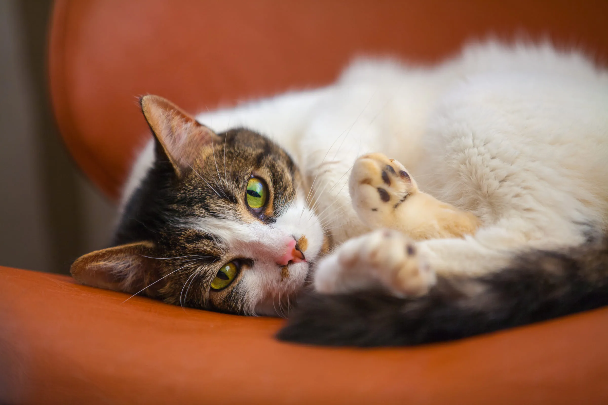 A tabby and white cat lying on its side on an orange chair, looking at the camera